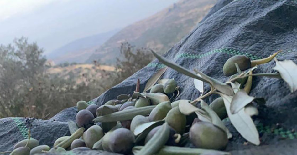 Olives harvested in the West Bank